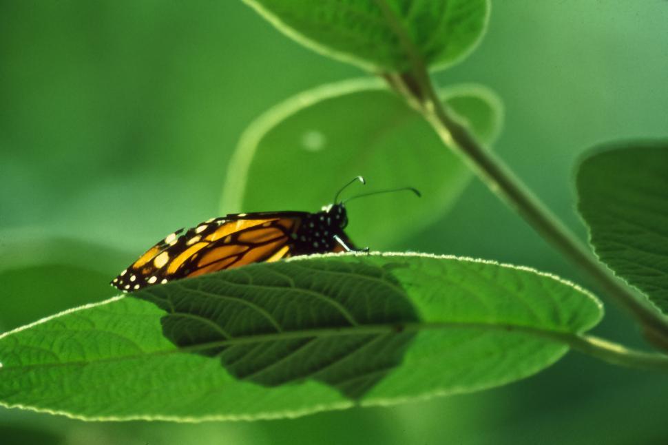 Free Image of Monarch Butterfly 