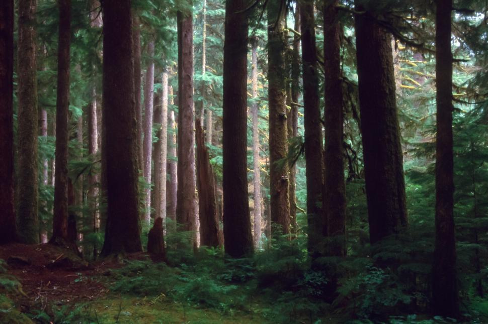 Free Image of The Sol Duc Rainforest  