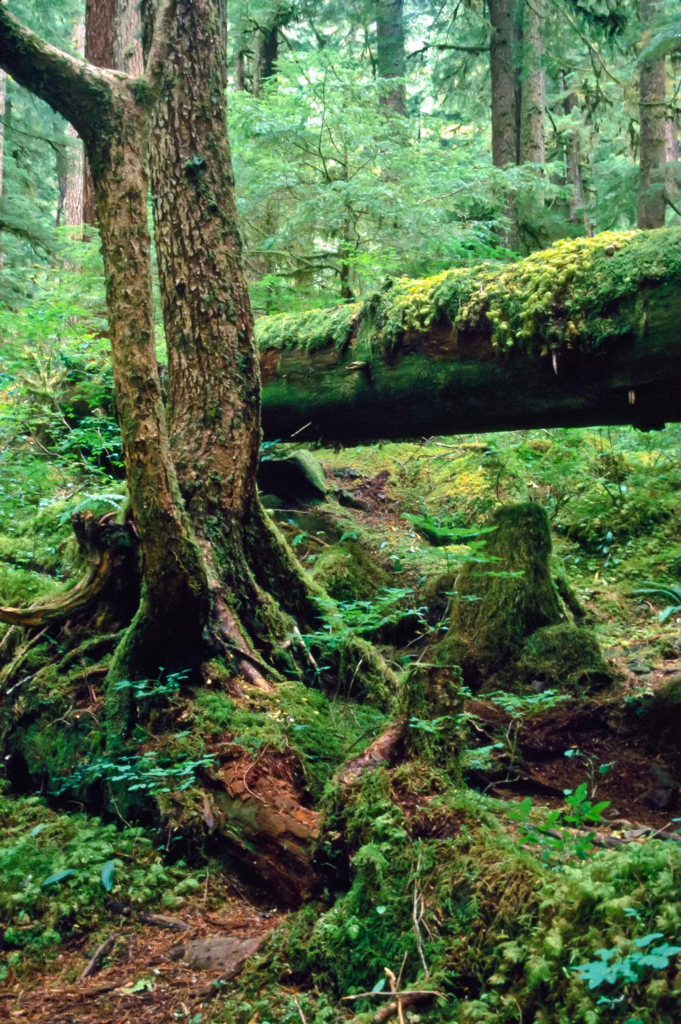 Free Image of Broken Tree Near Sol Duc 
