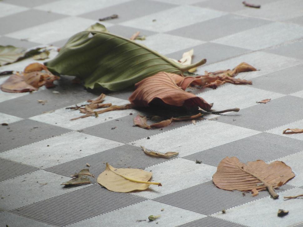 Free Image of Fallen Autumn Leaves 
