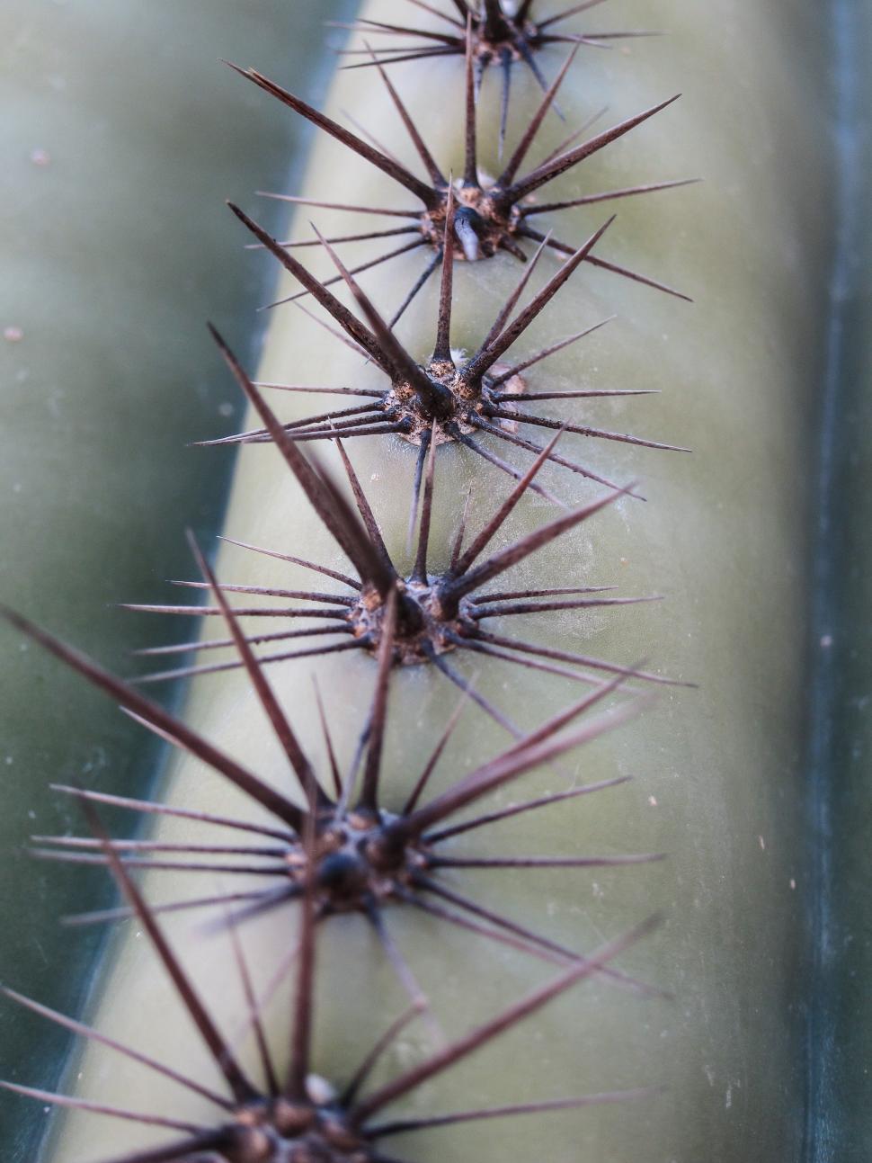 Free Image of Sahuaro angle 