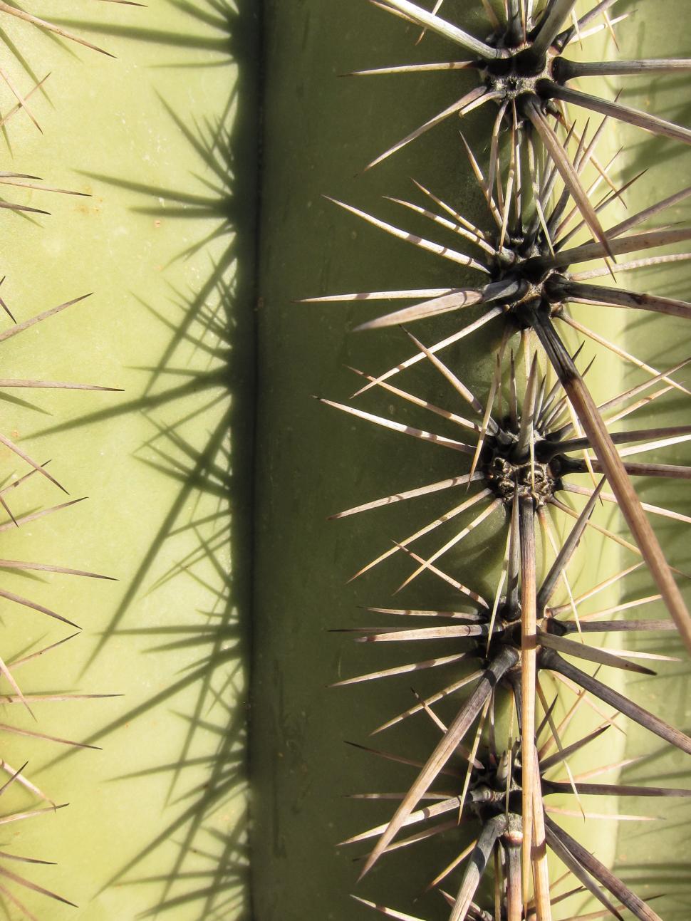 Free Image of Sahuaro with shadow 