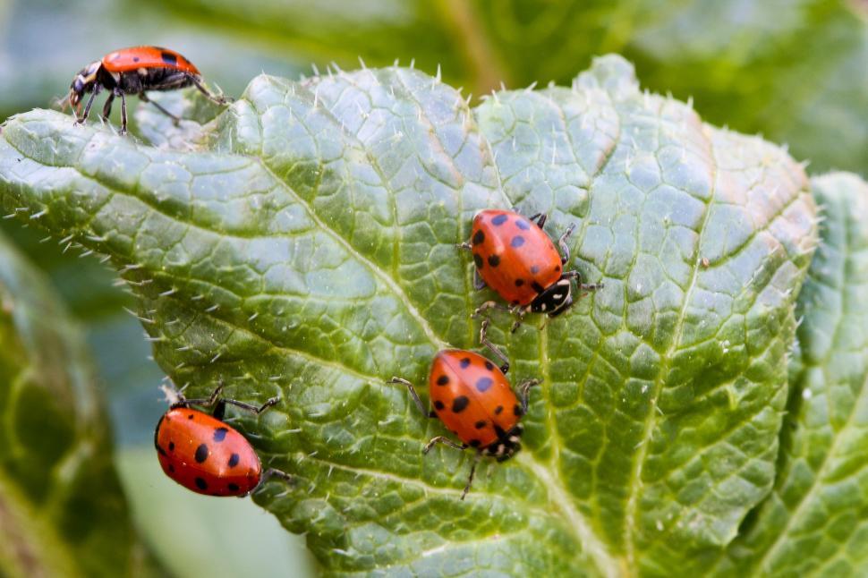 Free Image of Ladybugs 