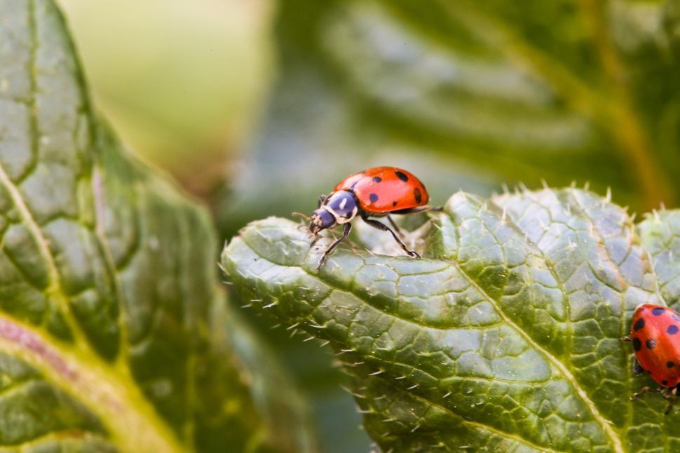 Free Image of Ladybug 