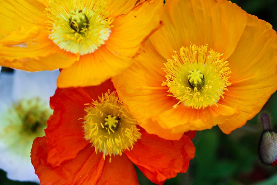 Free Image of Poppies 