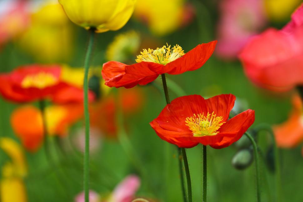 Free Image of Filed of Poppies 