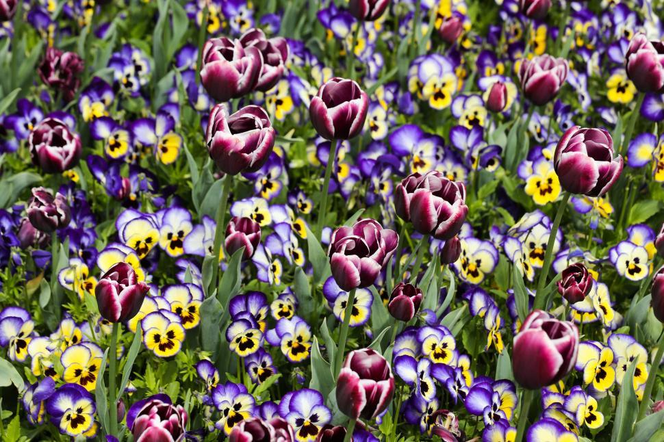 Free Image of pansies 