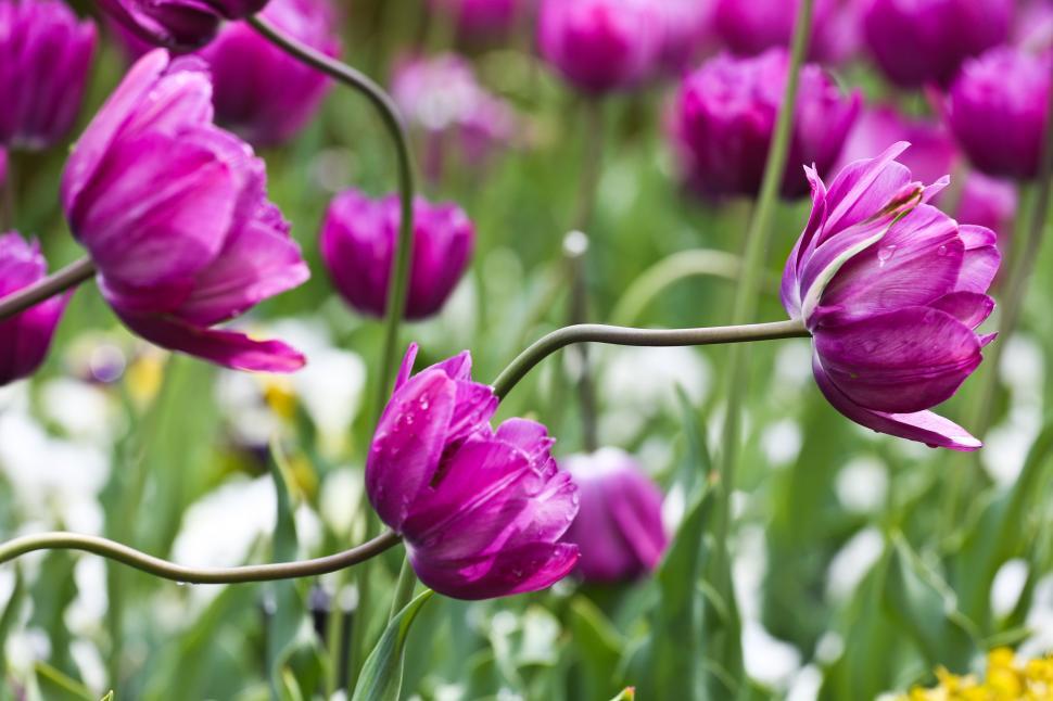 Free Image of Wet purple flowers 