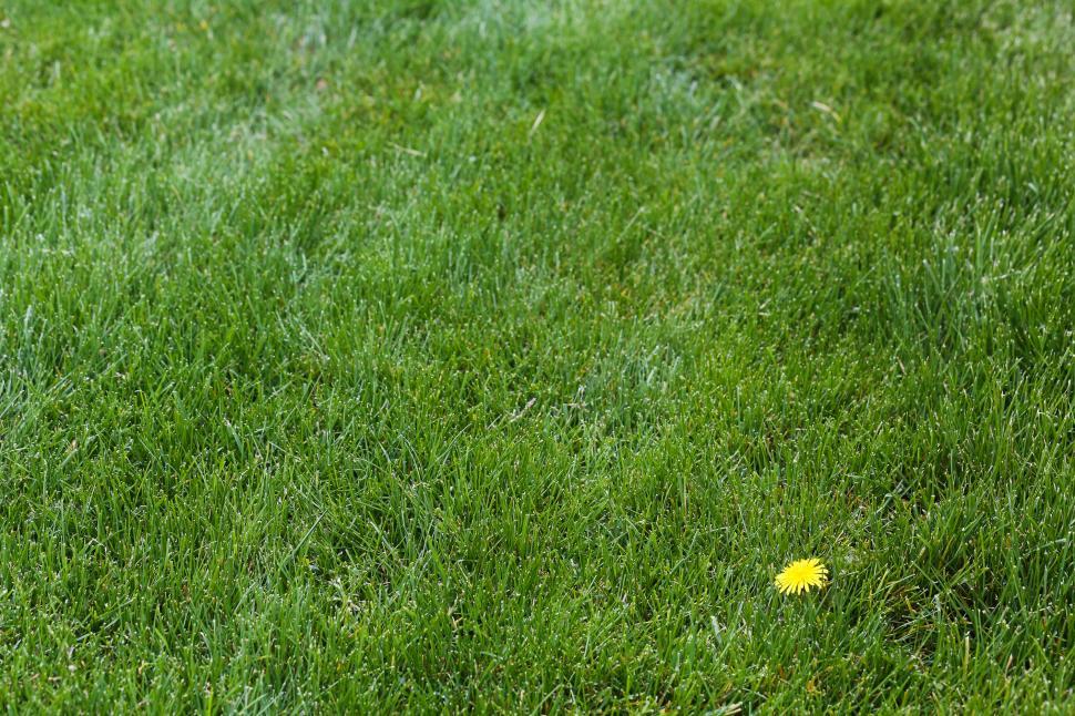 Free Image of One dandelion 