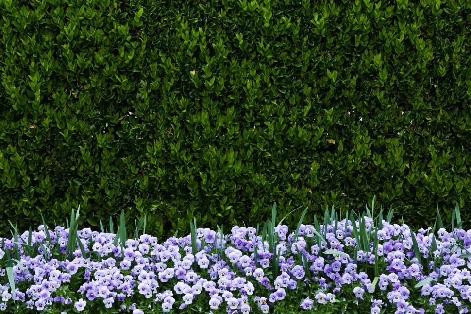 Free Image of Border of pansies 