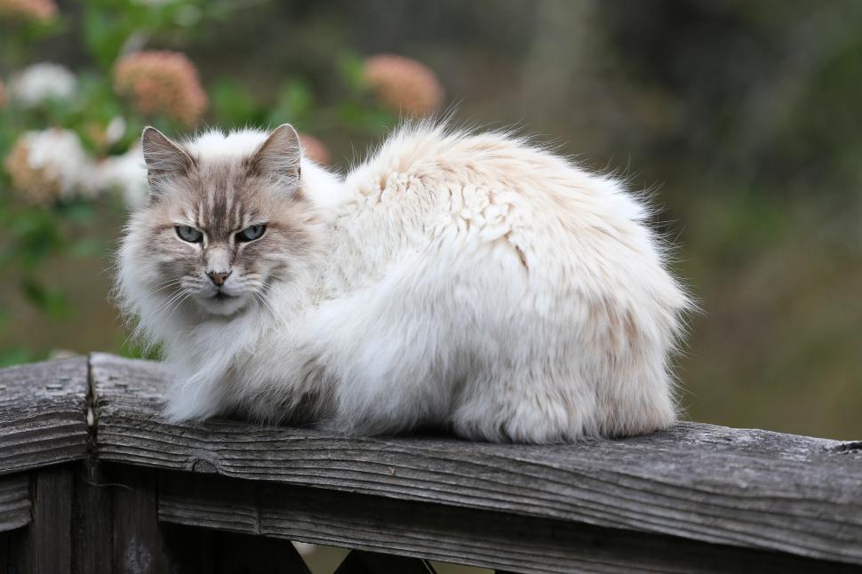 Free Image of Cat on handrail 