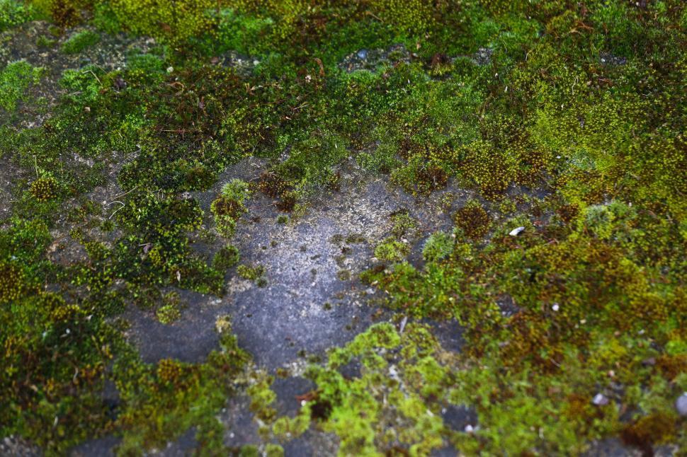Free Image of mossy rocks 