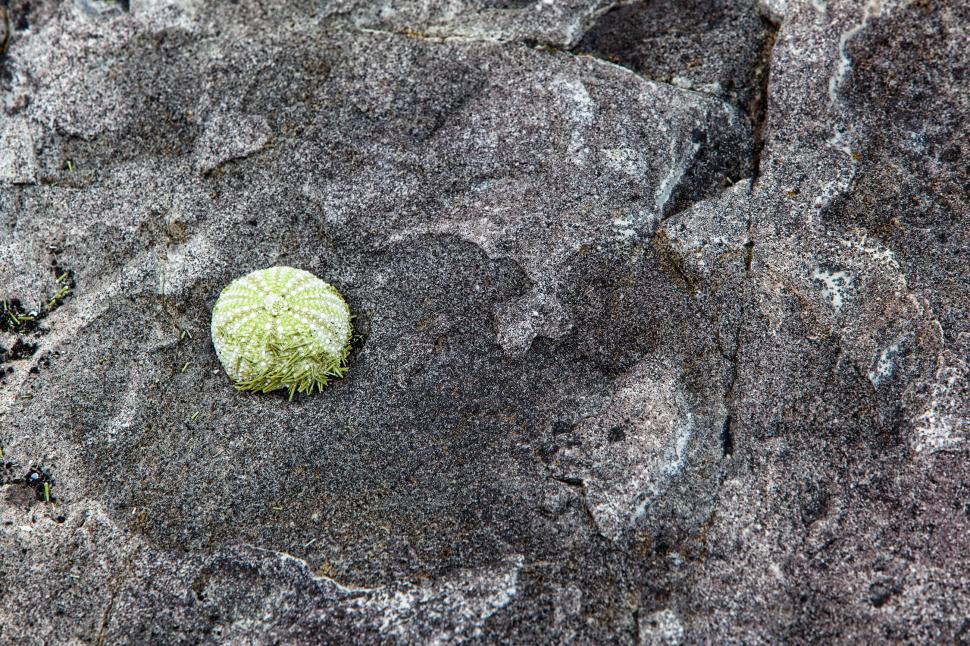 Free Image of Sea urchin 