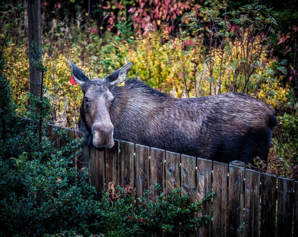 Free Image of Moose 