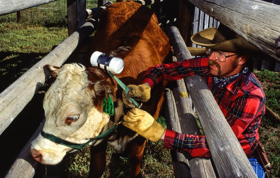 Free Image of Inspection of cattle 
