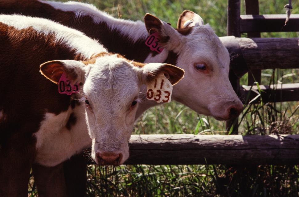 Free Image of Hereford beef cattle 