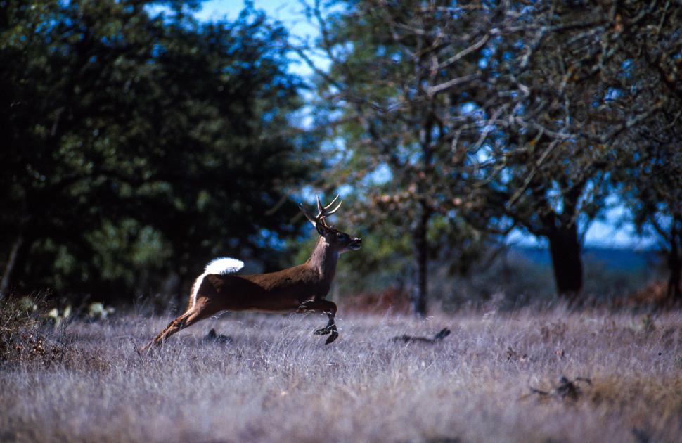 Free Image of White-tailed deer  
