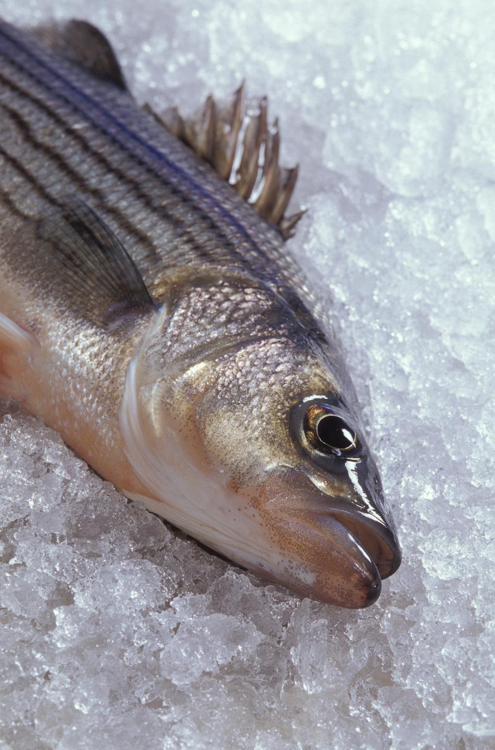 Free Image of Hybrid striped bass 