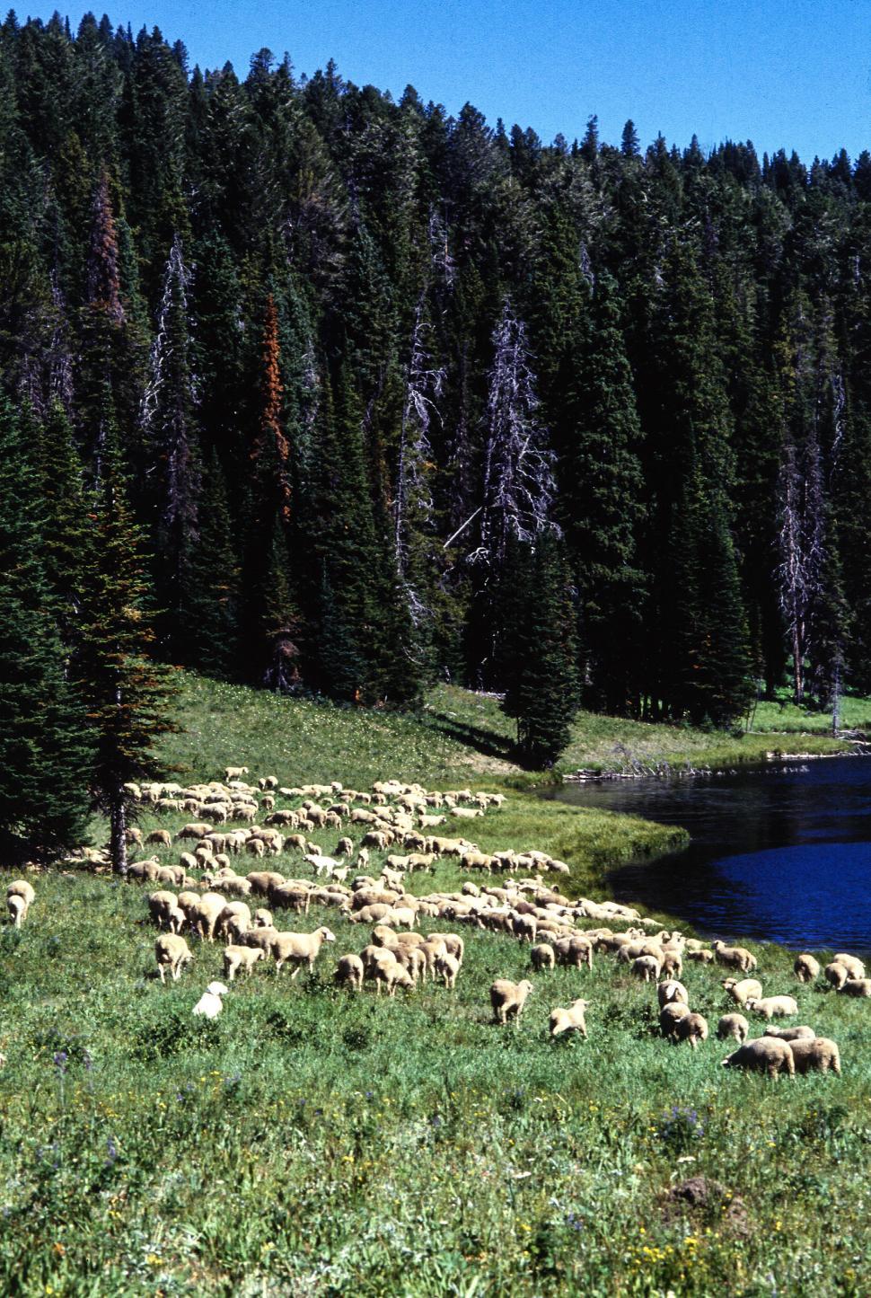 Free Image of Sheep Graze 