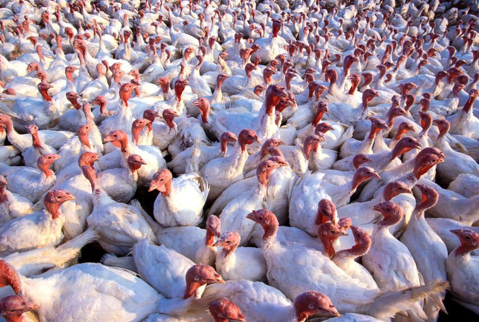 Free Image of Turkey Farming 