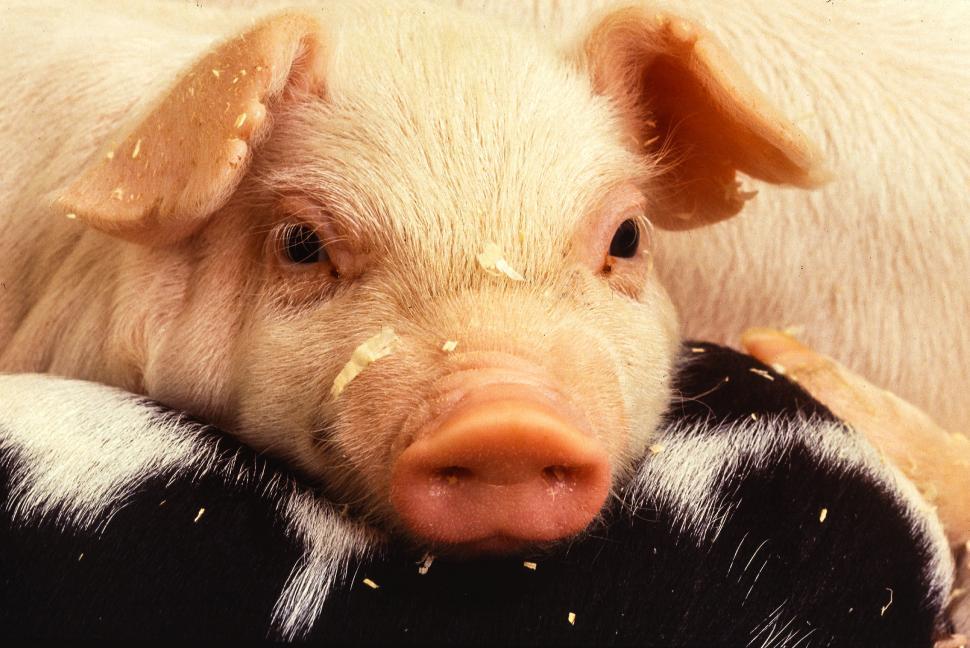 Free Image of Piglet 