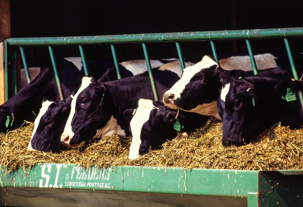 Free Image of Holstein Friesian Cows 