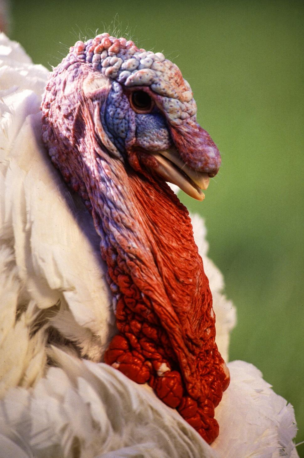 Free Image of Midget White Turkey 