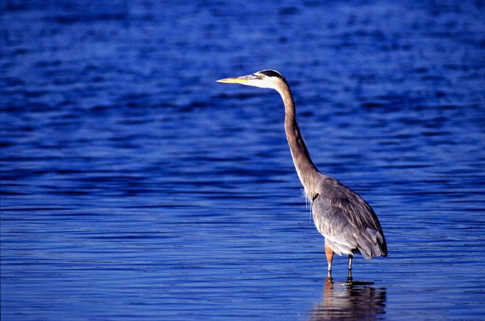 Free Image of Grey heron 