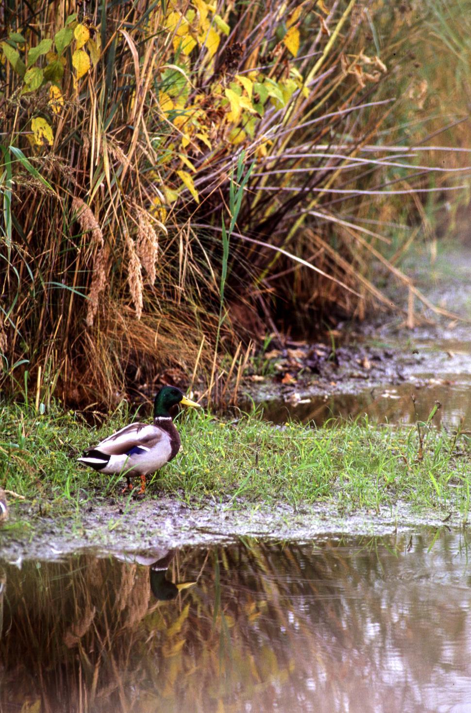Free Image of Mallard 