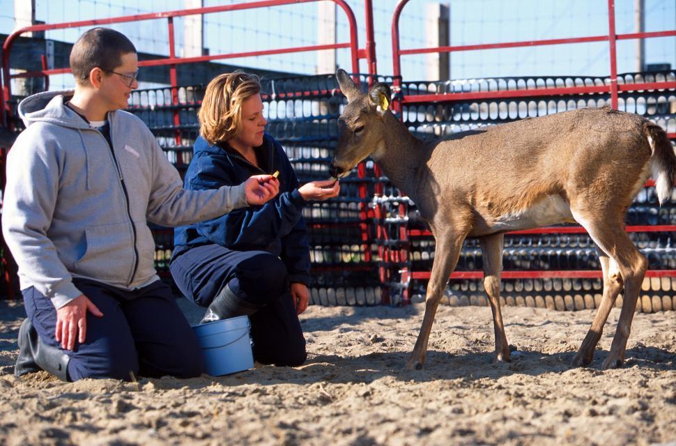 Free Image of Man and Woman give food to White-tailed deer 