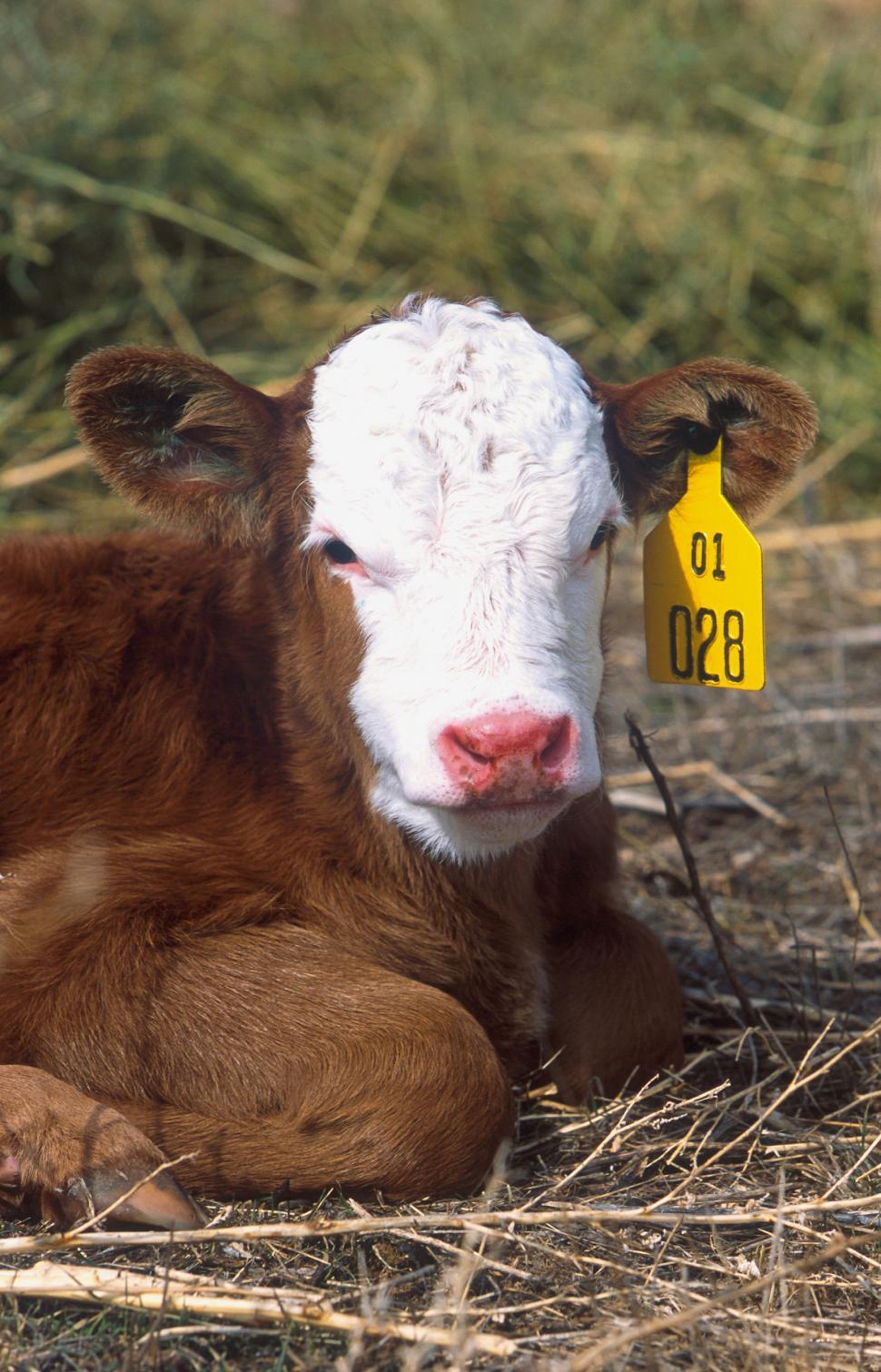 Free Image of Calf 