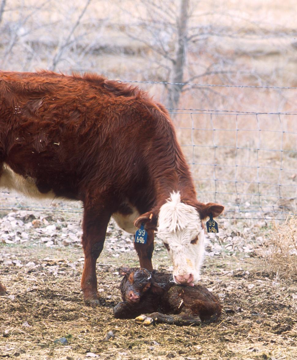 Free Image of Hereford beef cattle with new born calf 