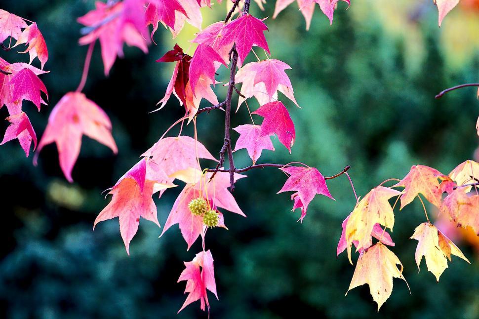 Free Image of Atumn leafs 