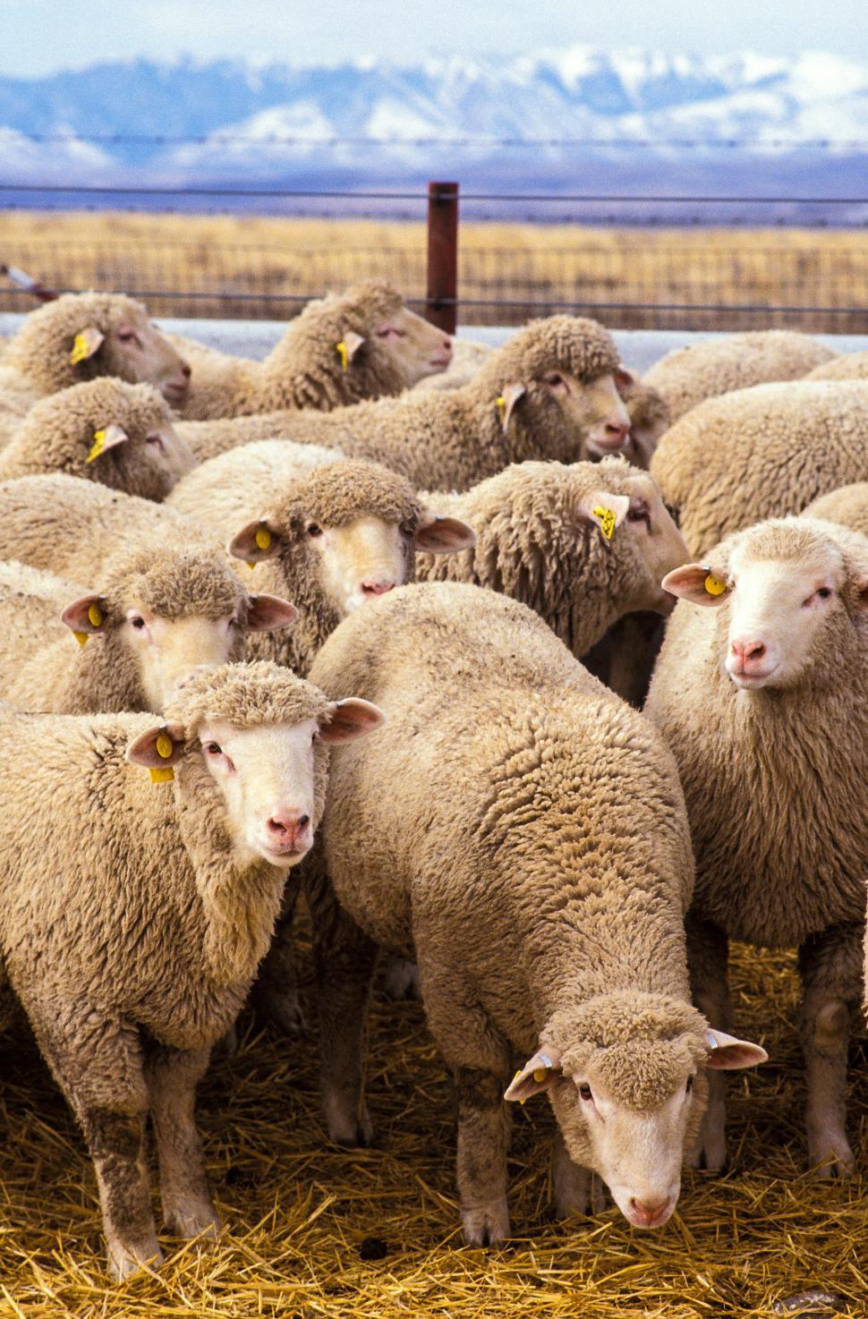 Free Image of Group of Sheep 