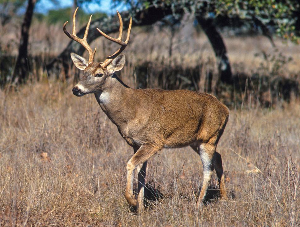 Free Image of Whitetail deer  