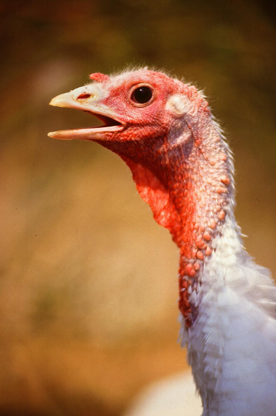 Free Image of Midget White Turkey 