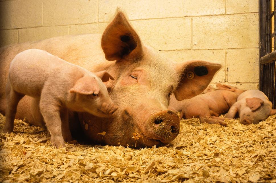 Free Image of Piglets with Pig 