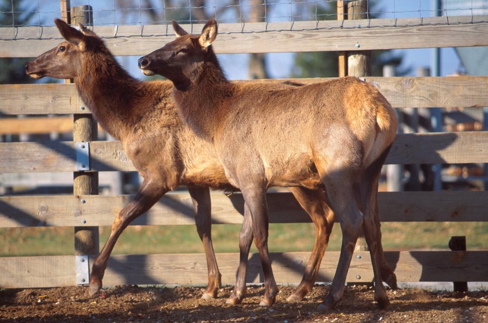 Free Image of Two White-tailed deer 