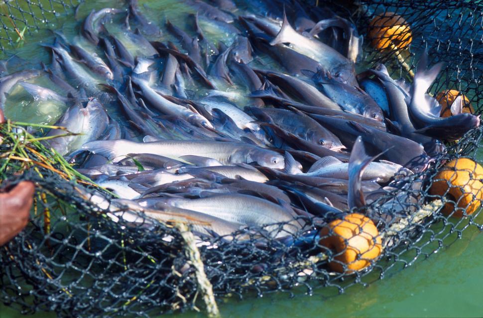 Free Image of Catfishes and fishing net 