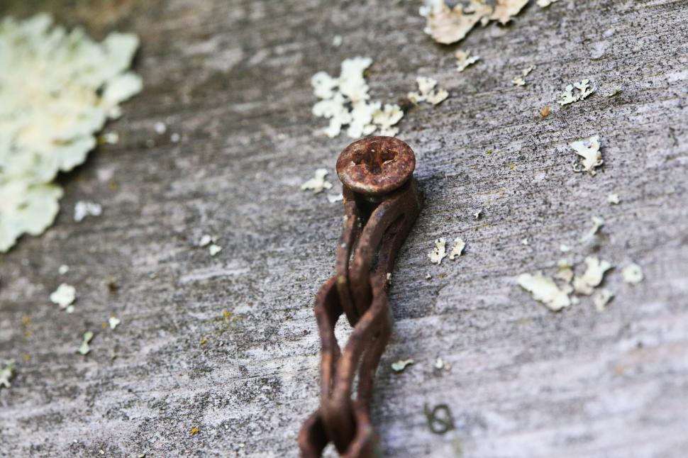 Free Image of Old screw 