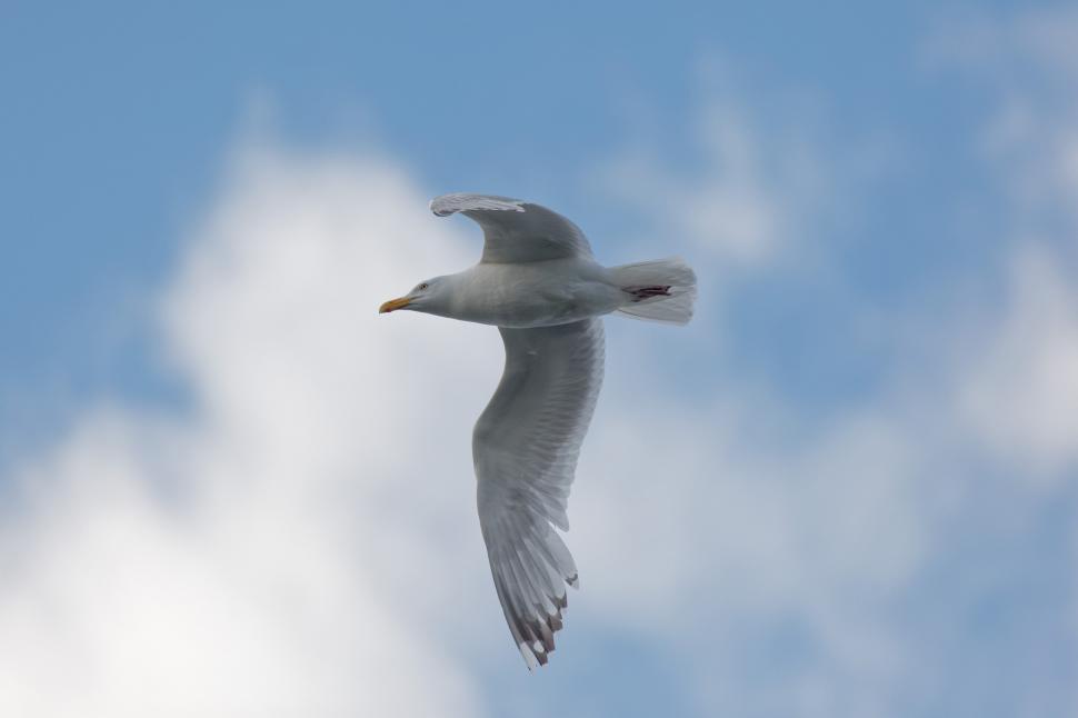 Free Image of Bird Flying 