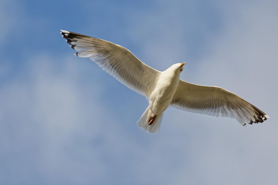 Free Image of Bird Flying 