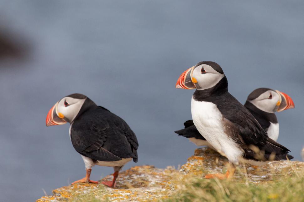 Free Image of Puffins 