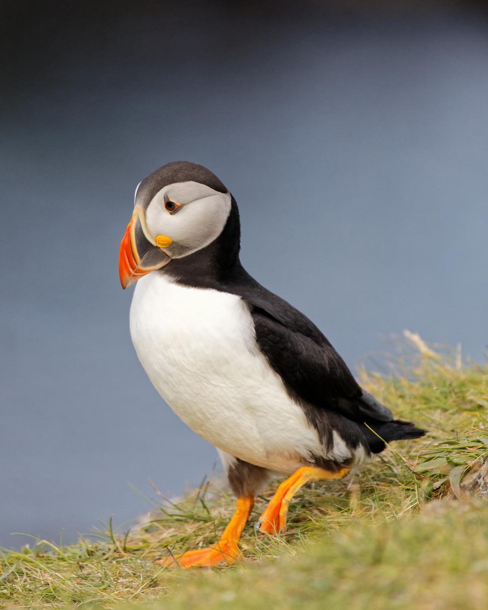 Free Image of Puffins 
