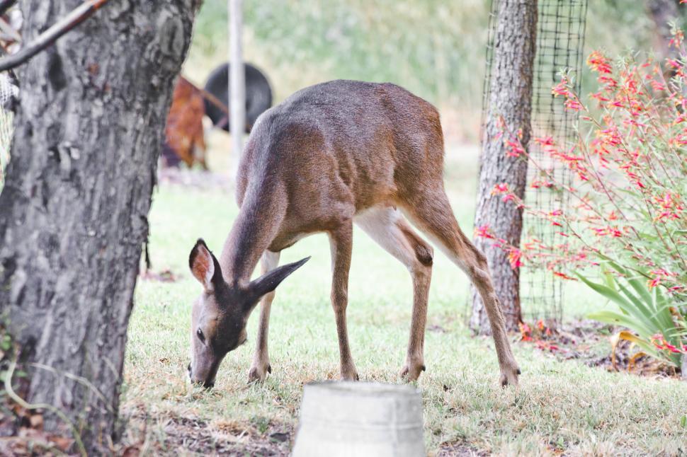 Free Image of White tail deer 