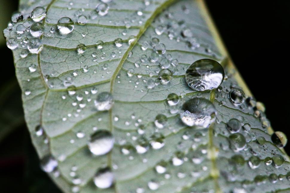 Free Image of Droplets 