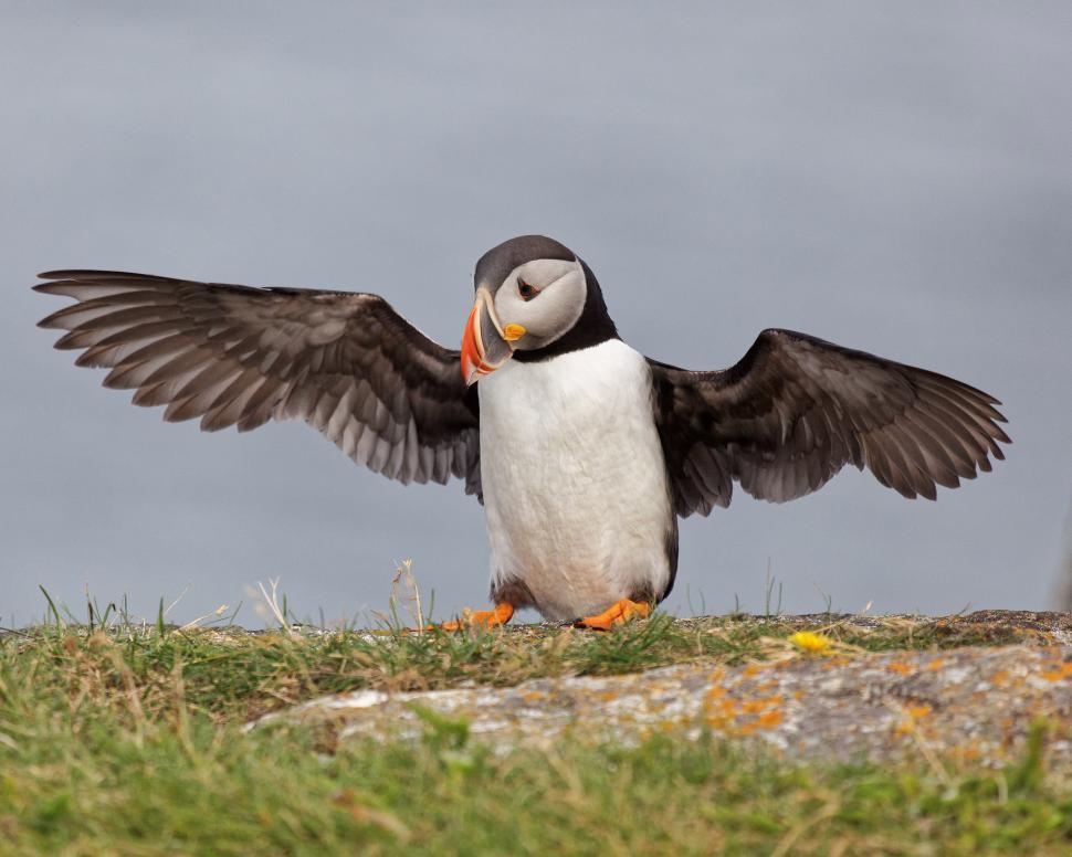 Free Image of Puffins 