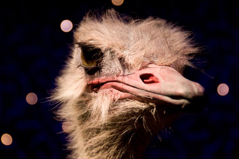 Free Image of Ostrich 