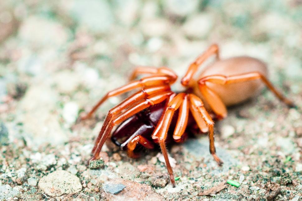 Free Image of Ants 