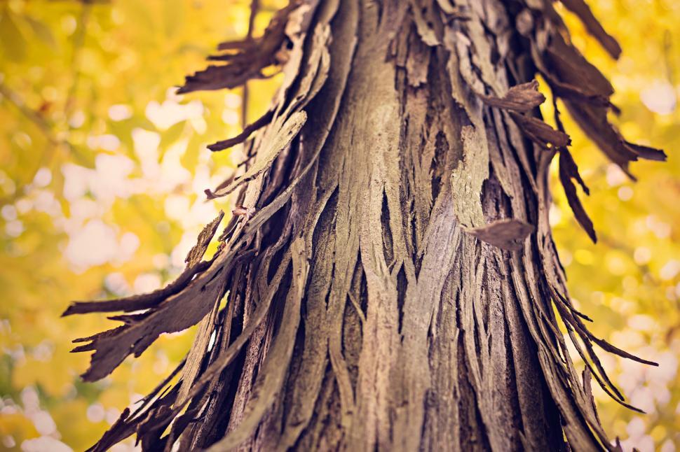Free Image of Tree Bark 